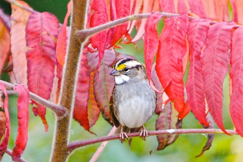 IQ2D0646v2 - Version 2 (1)